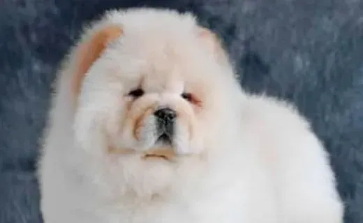 松狮犬|为什么松狮犬一定要吃干狗粮