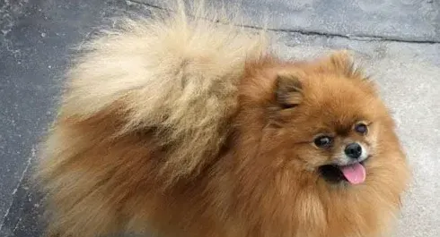 博美犬不能吃什么 主人需要细心呵护 | 博美犬