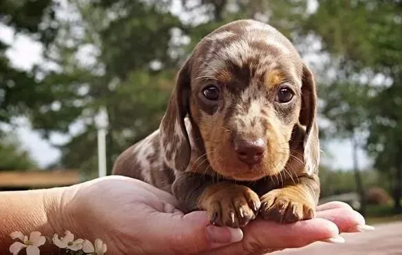 腊肠犬|腊肠犬掉毛是得了什么皮肤病