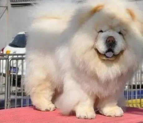 松狮犬|给松狮犬洗澡的时候主人们最正确的做法