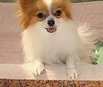 蝴蝶犬|蝴蝶犬拉稀，呕吐，不吃不喝如何是好