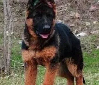 德国牧羊犬|德国牧羊犬衔取的训练要素