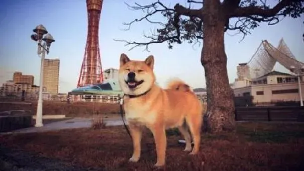 柴犬|训练柴犬的方法 训练日本柴犬