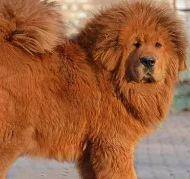 藏獒|藏獒便便有点黏是生病了吗