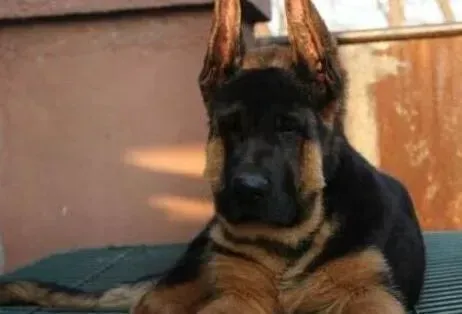 德国牧羊犬|怎样科学的预防德国牧羊犬咬人