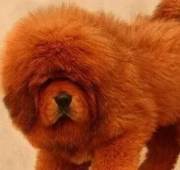 藏獒|三个月的藏獒太瘦了怎么办