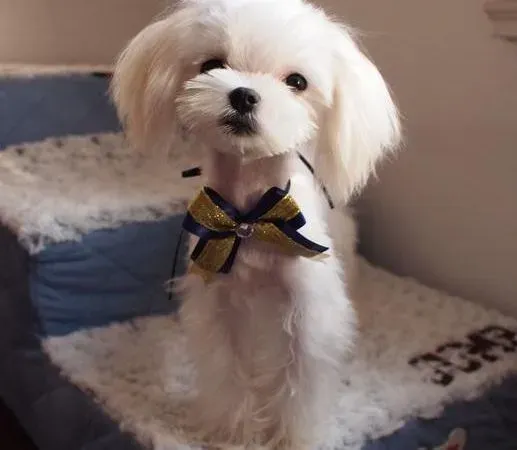 马尔济斯|马尔济斯犬鼻子变白变粉红