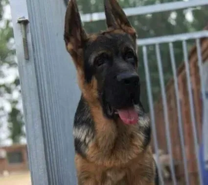 德国牧羊犬|过量补钙会给德国牧羊犬的健康带来的危害