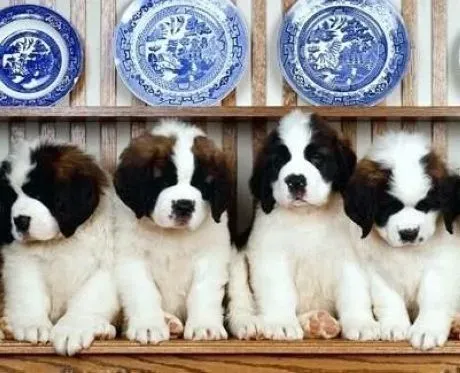 圣伯纳犬|圣伯纳犬为什么喜欢随意撒尿，如何纠正？