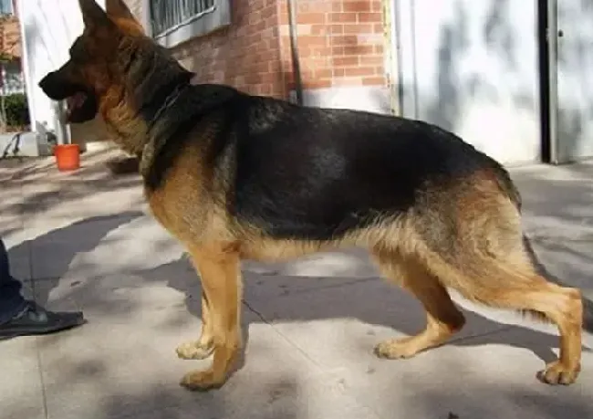德国牧羊犬|饲养德国牧羊犬期间的科学方法及注意事项