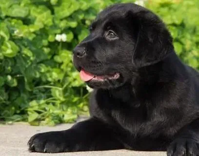 拉布拉多|怎么训练小拉布拉多犬使它变的更加听话