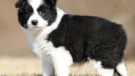 边境牧羊犬|边境牧羊犬在生病的时候要避免哪些错误做法