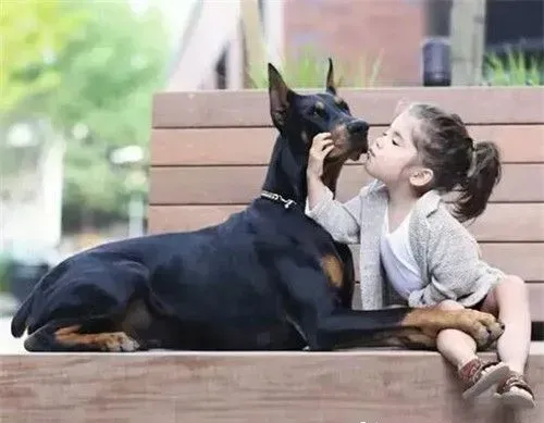 杜宾犬怀孕期 妊娠周期一般在2个月左右 | 杜宾犬