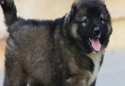 高加索犬|高加索犬感冒症状详解与对症治疗方法