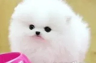 博美犬|请问怎么清除博美犬的泪腺还有嘴边的毛呢