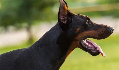 杜宾犬怀孕期 妊娠周期一般在2个月左右 | 杜宾犬