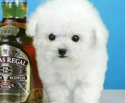 泰迪犬|泰迪犬毛色逐渐变淡该怎么办