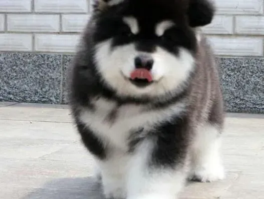 阿拉斯加犬|精致的餐具是可以提高阿拉斯加雪橇犬的食欲