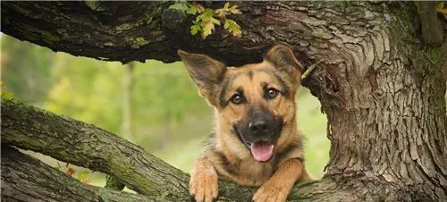 德国牧羊犬训练方法和步骤 可以用诱发引导来训练 | 德国牧羊犬