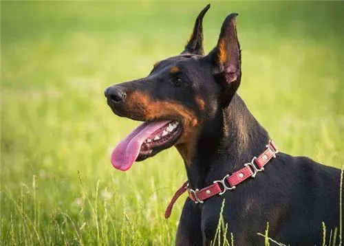 杜宾犬怀孕期 妊娠周期一般在2个月左右 | 杜宾犬