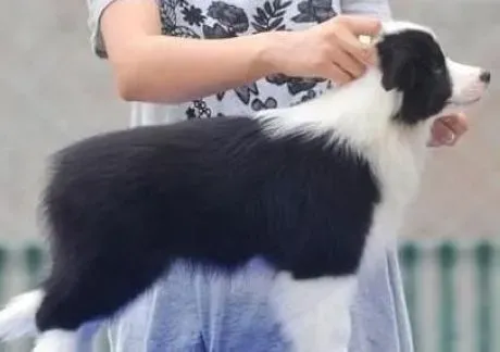 边境牧羊犬|夏季饲养边境牧羊犬应谨慎狗狗的食物中毒