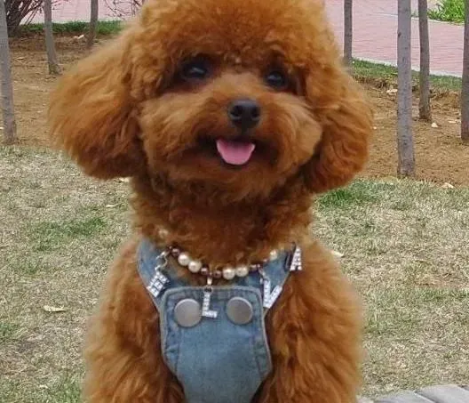 贵宾犬|美容新技巧 如何给贵宾犬科学的修剪毛发