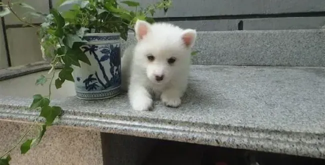 银狐犬|发现银狐犬毛发打结了之后应该怎么办