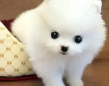 博美犬|我们家的博美犬是不是得了皮肤病