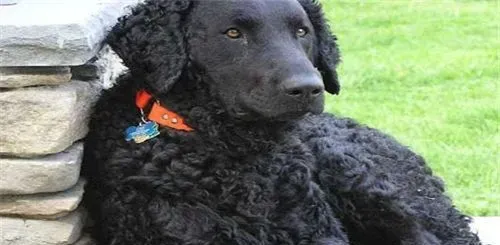 卷毛寻回犬体型 公犬的高度在63到68厘米 | 卷毛寻回犬