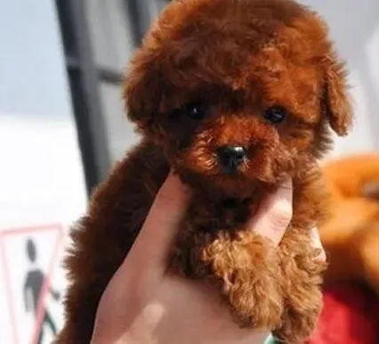 贵宾犬|错误的喂养方式会诱发贵宾犬的哪些疾病
