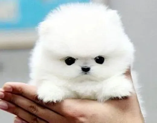 博美犬|让博美犬的胆子变大的方法