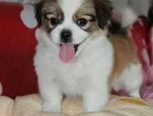 蝴蝶犬|如何照顾步入老年期的蝴蝶犬