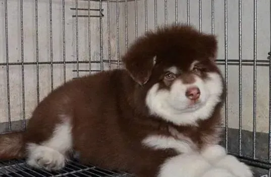 阿拉斯加犬|影响阿拉斯加雪橇犬幼犬性格形成的六大因素