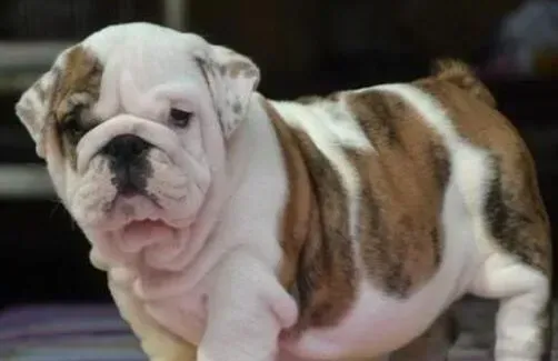 英国斗牛犬|怎样掌握与斗牛犬沟通的窍门
