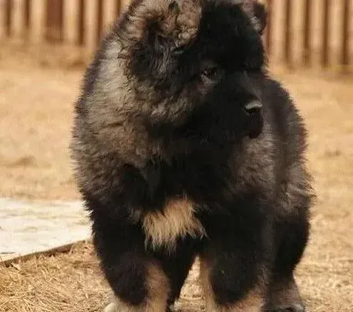 高加索犬|三个月的高加索犬吃什么样的狗粮最好