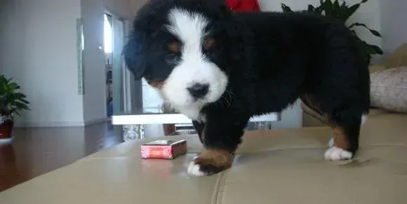 伯恩山犬|伯恩山犬的奖励方法有哪些