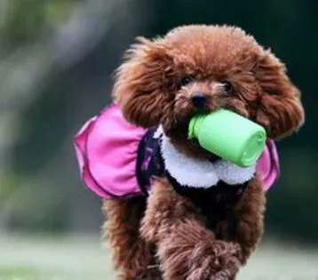 狗狗生产后吃什么好 准备高蛋白的食物 | 狗狗