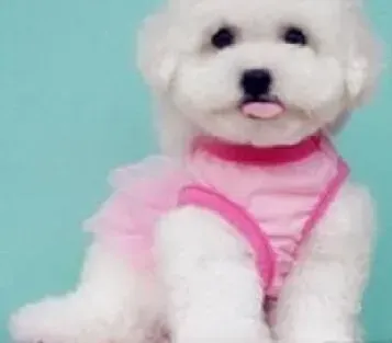 比熊犬|比熊犬咳嗽有痰怎么治疗好
