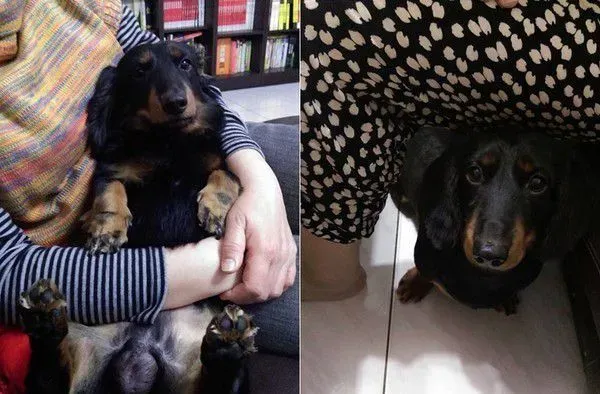 和狗狗一起生病差点被送养 如今成妈妈亲生的 | 狗