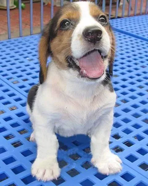 比格犬|比格犬不喜欢我抱着它是为什么呢
