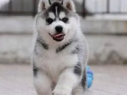 哈士奇|哈士奇呕吐物发黄，拉软便是怎么回事