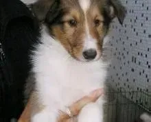 苏格兰牧羊犬|苏格兰牧羊犬的性格适合哪些人饲养