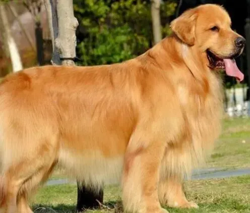 金毛|45天的金毛犬高烧41°如何是好
