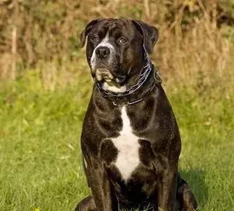 罗威纳犬吃什么好 它们天生爱吃骨头 | 罗威纳犬