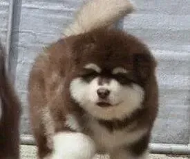 阿拉斯加犬|值得研究的阿拉斯加雪橇犬的饲养方法