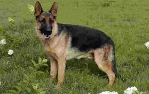德国牧羊犬|好狗不咬人 如何训练德国牧羊犬不乱咬人