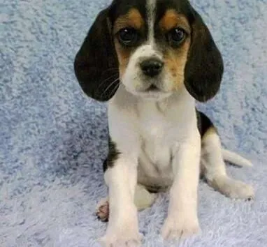 比格犬|成年的比格犬有什么消化特点