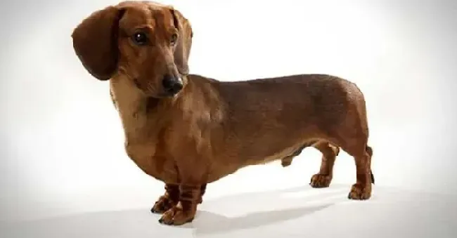 腊肠犬|怎么训练5个月的腊肠犬在外面大小便
