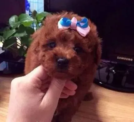 贵宾犬|怎样让贵宾犬做一个健康素食主义者