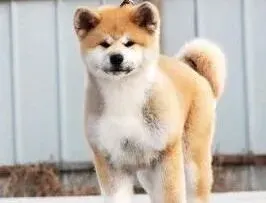 秋田犬|秋田犬长期吃素食对健康好吗